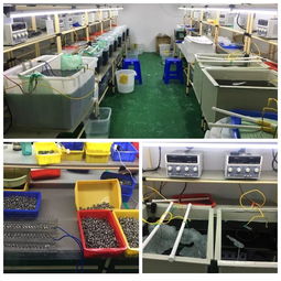 龍崗區一電鍍黑工廠因擅自生產被查處